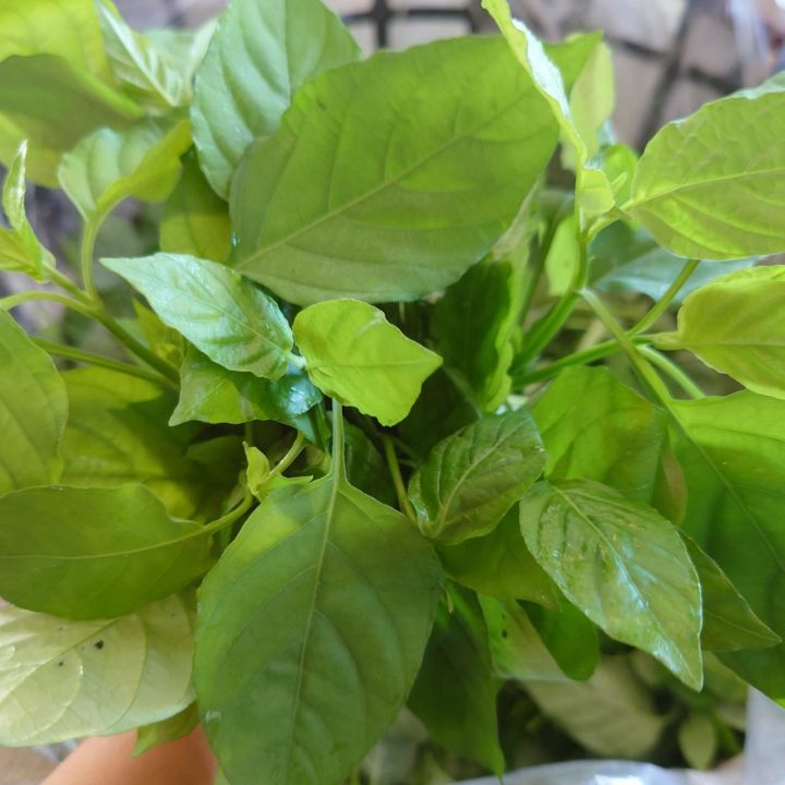 活力菜_昀澤農場3.jpg