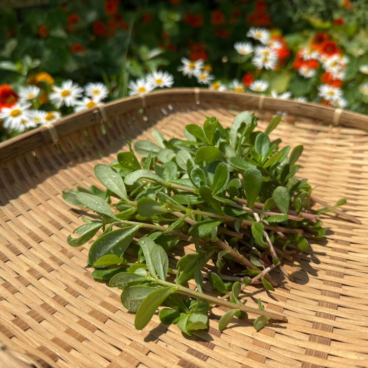 馬齒莧(紅梗黃花)_昀澤農場2