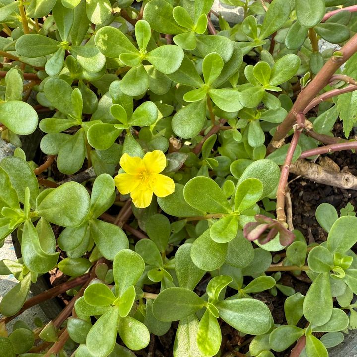馬齒莧(紅梗黃花)_昀澤農場1