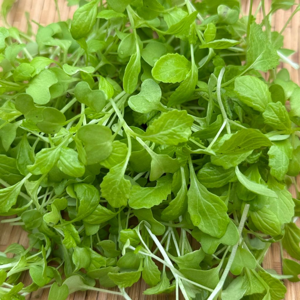 芥菜Baby_昀澤農場