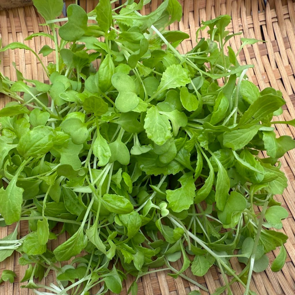 芥菜Baby_昀澤農場3