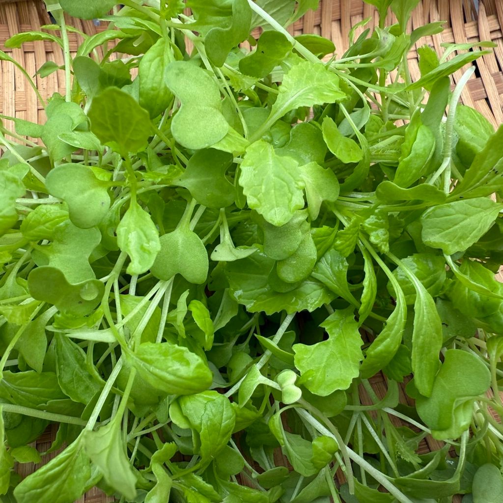 芥菜Baby_昀澤農場4