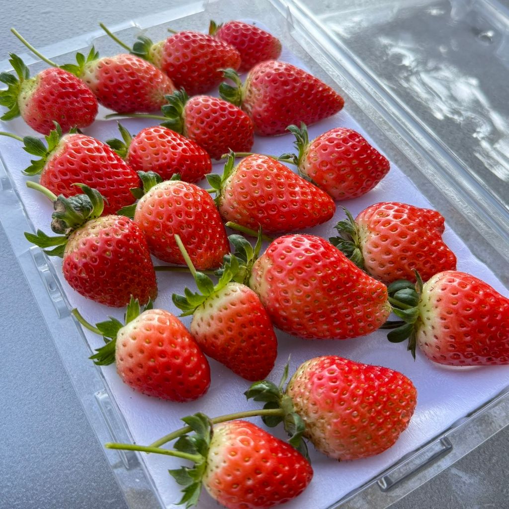 有機草莓_昀澤農場2