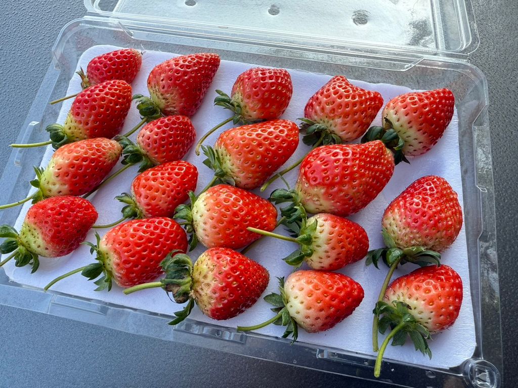 有機草莓_昀澤農場9