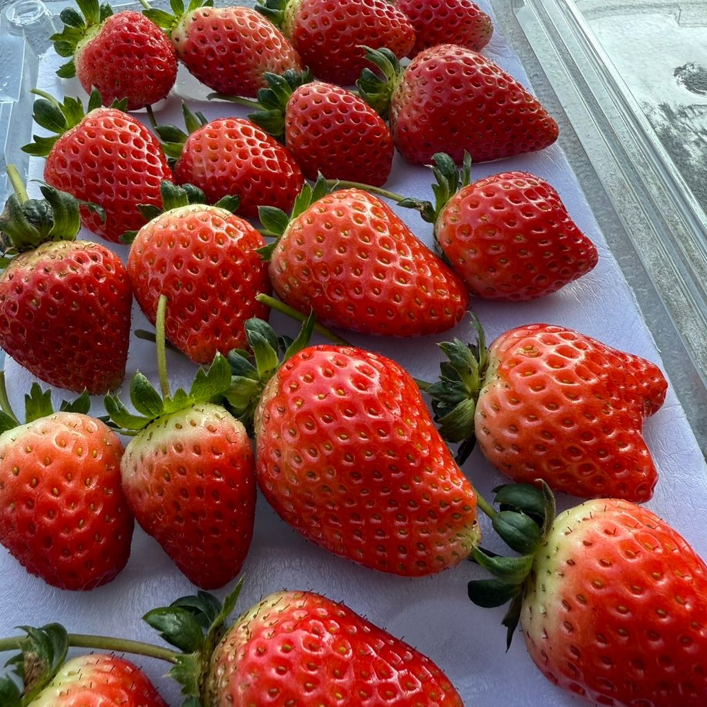 有機草莓_昀澤農場4