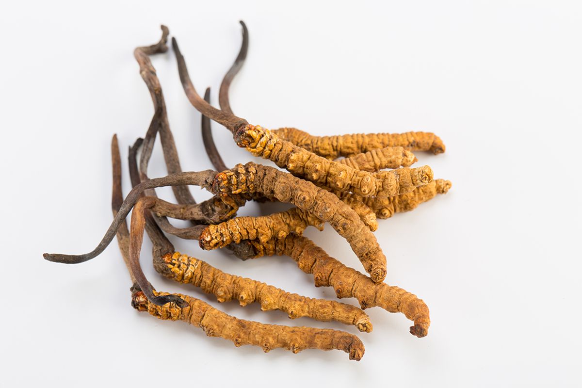 冬蟲夏草 (Cordyceps sinensis)