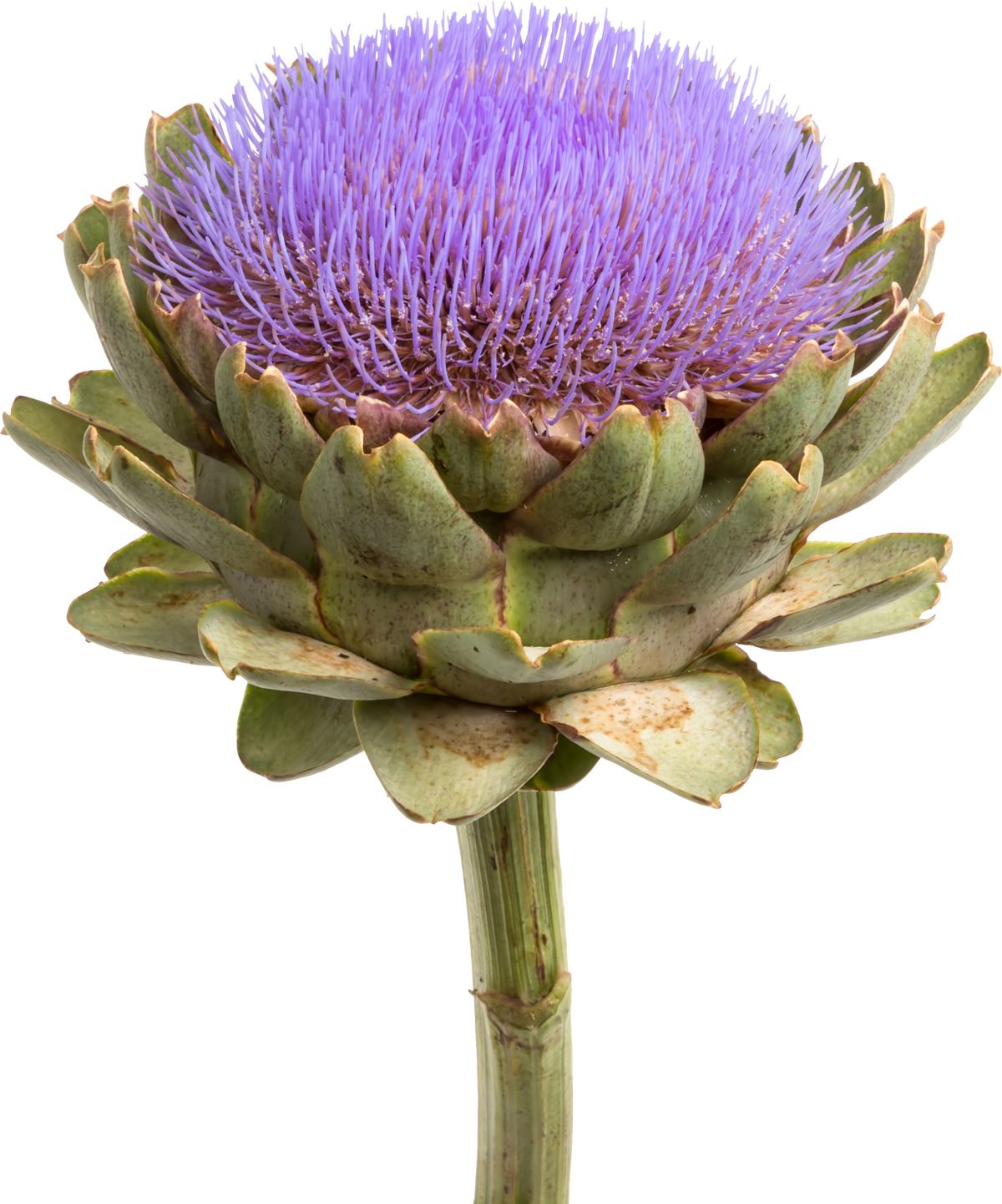 朝鮮薊(Artichoke)是什麼？藥師告訴你朝鮮薊的保健功效有什麼!