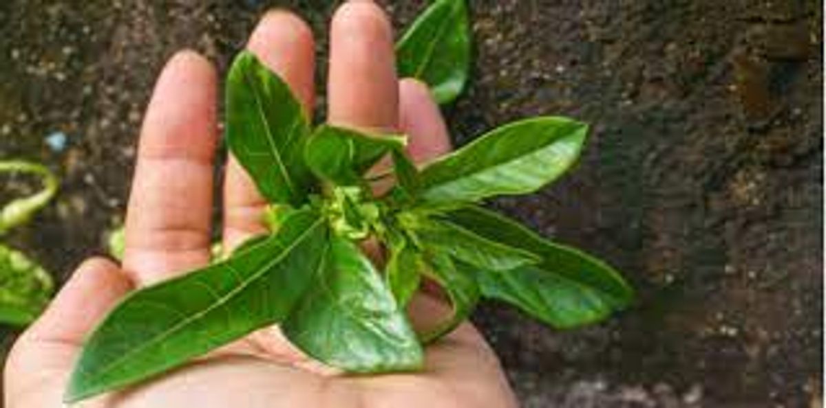 MANFAAT DAN KHASIAT KACIP FATIMAH