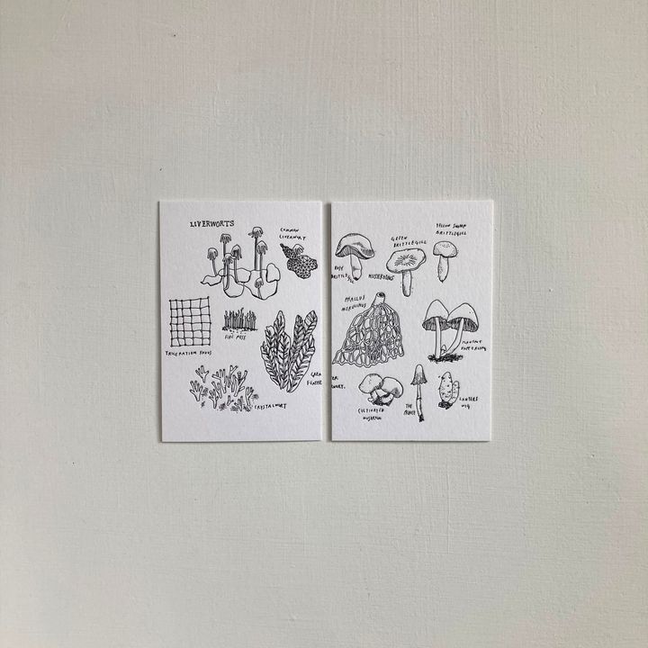 蕨類_00.jpg