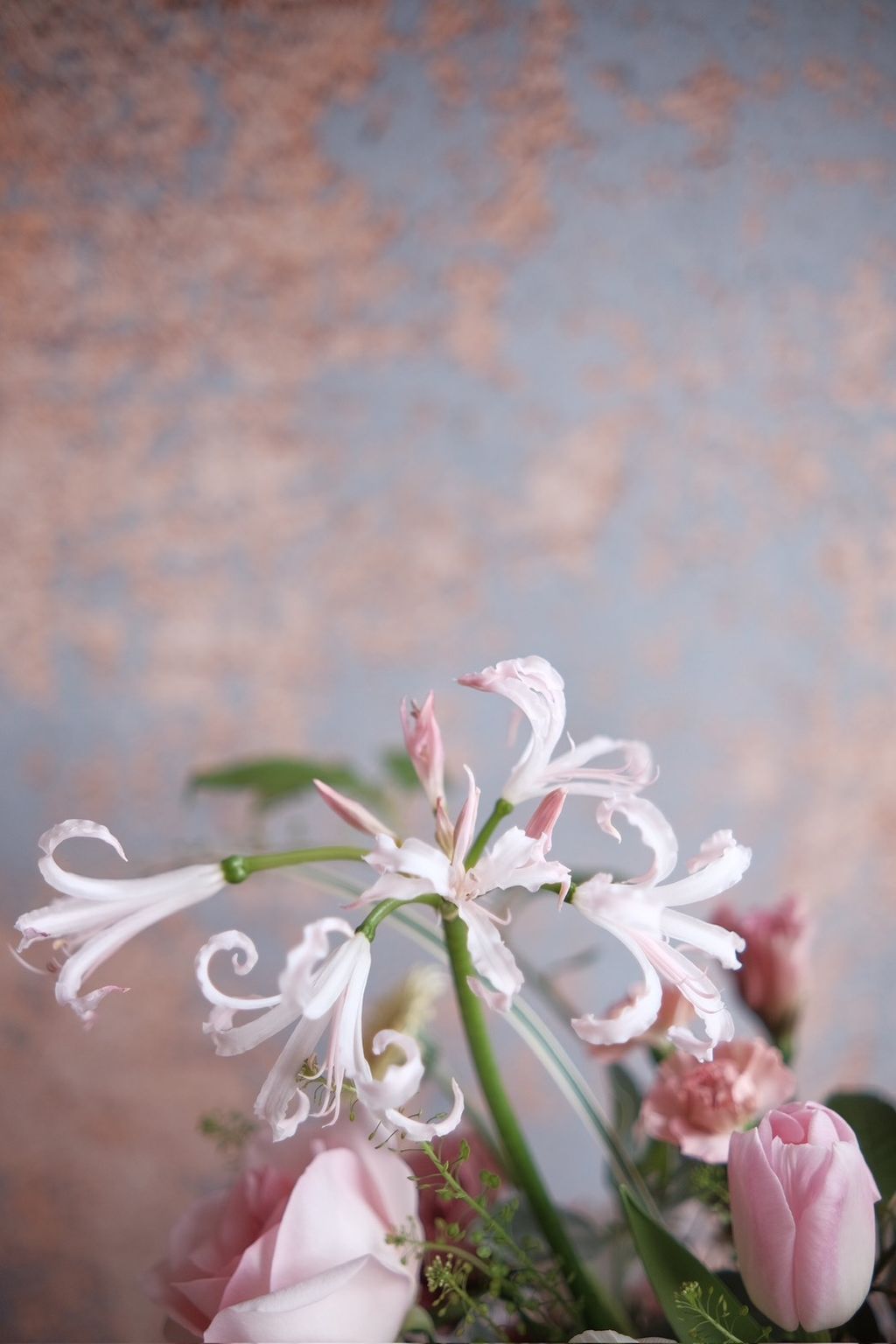 S__109289532_0