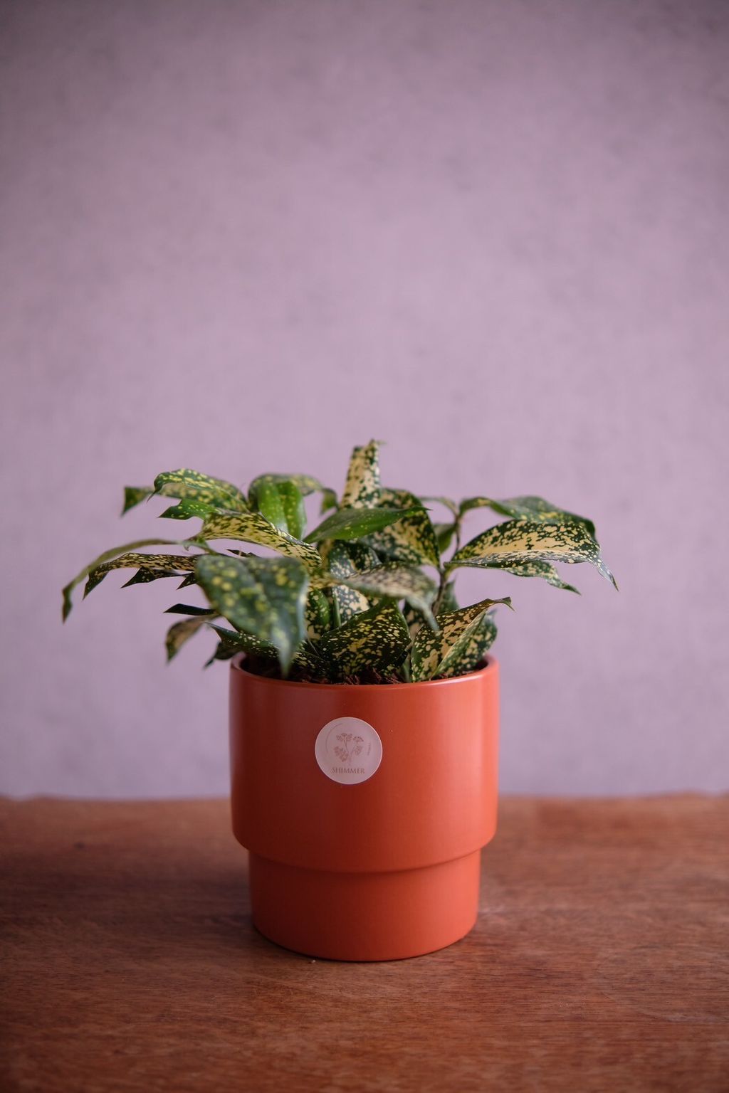 LINE_ALBUM_店裡植物現貨_250318_69