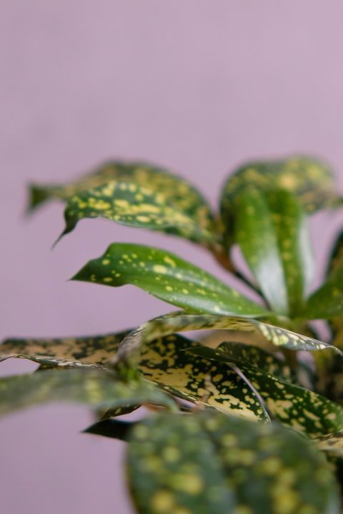 LINE_ALBUM_店裡植物現貨_250318_68