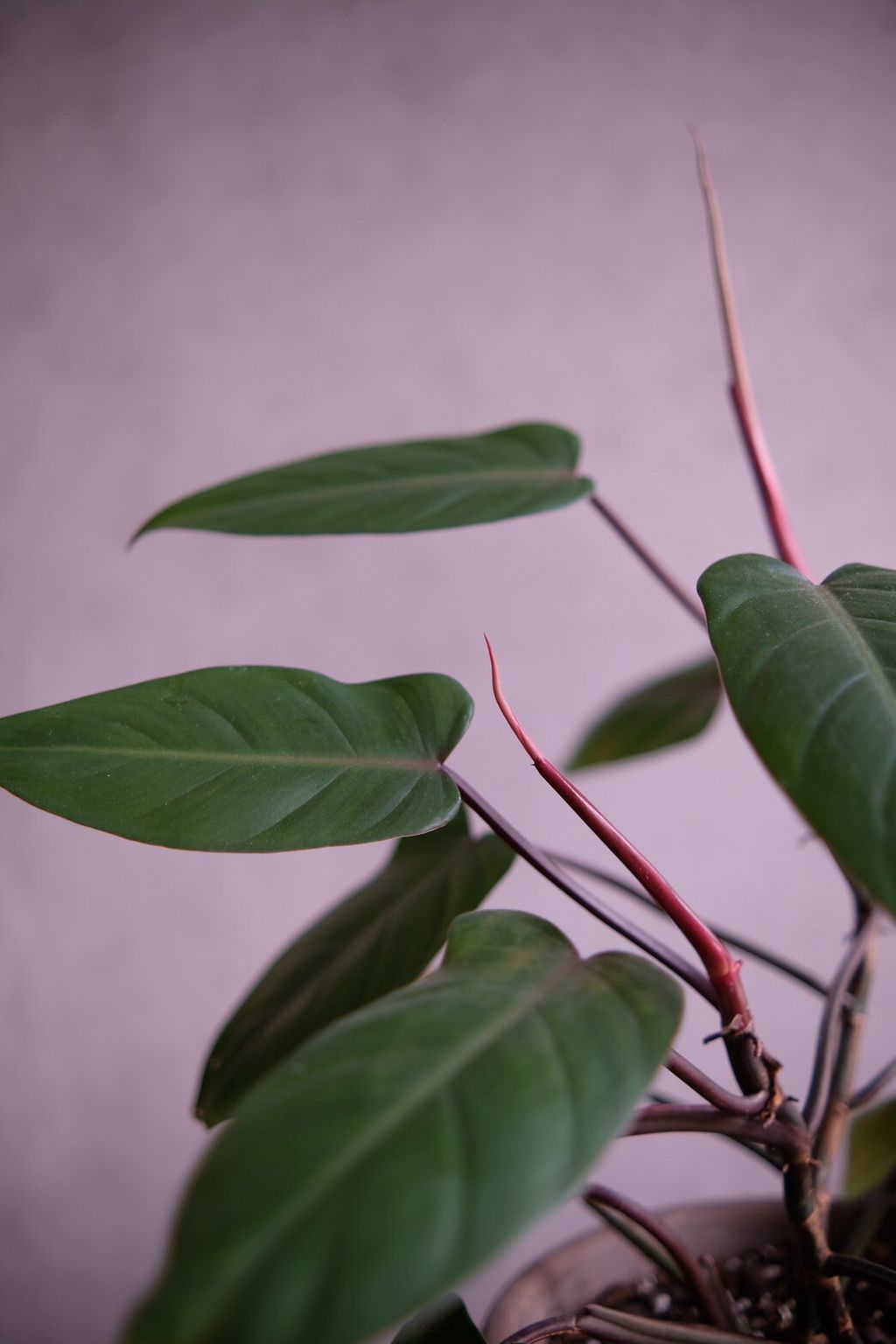 LINE_ALBUM_店裡植物現貨_250318_62
