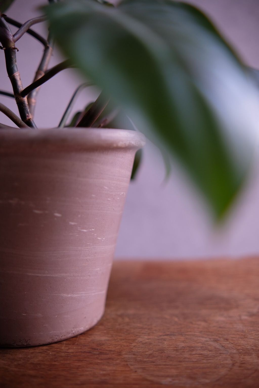 LINE_ALBUM_店裡植物現貨_250318_61