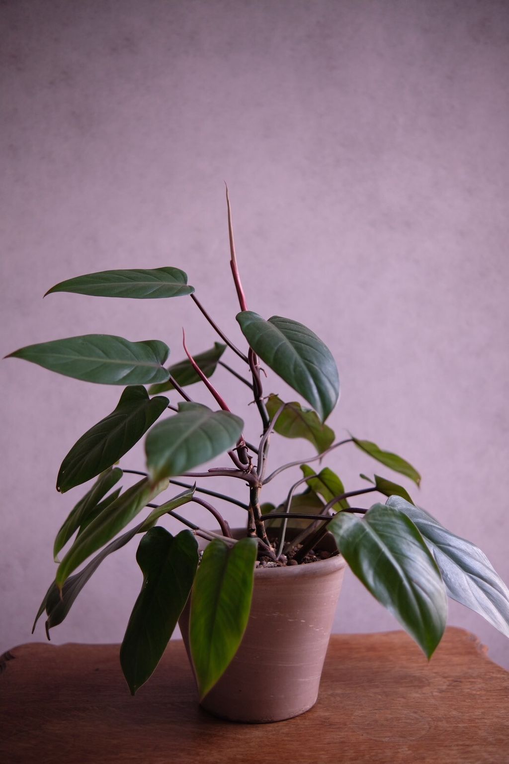 LINE_ALBUM_店裡植物現貨_250318_63