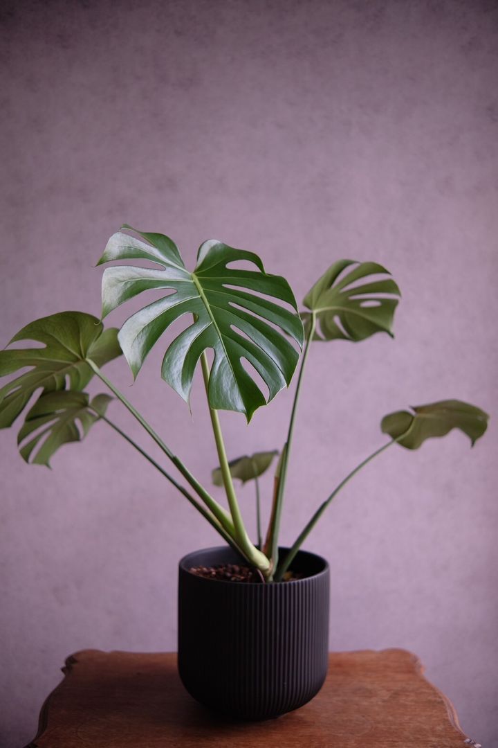 LINE_ALBUM_店裡植物現貨_250318_60