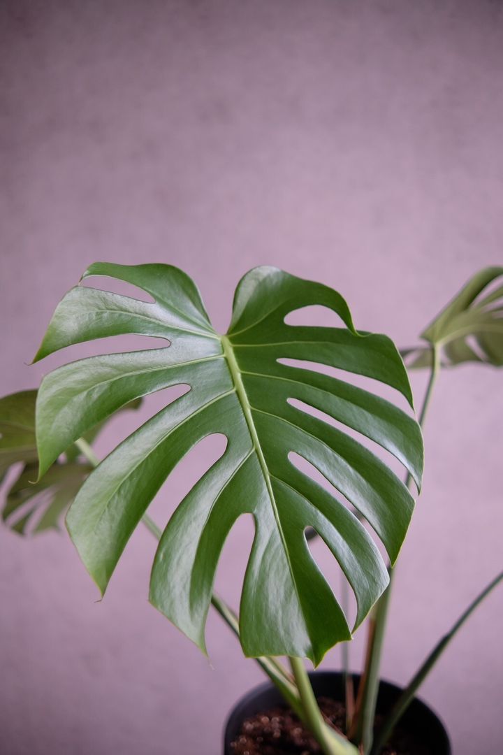 LINE_ALBUM_店裡植物現貨_250318_59