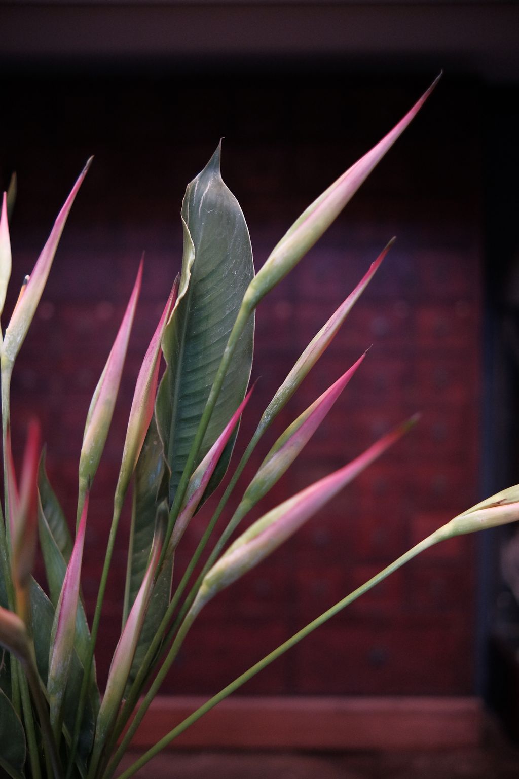 image_247D95F0-D8C3-40A7-A369-EBBE7158CAC2_1742704108