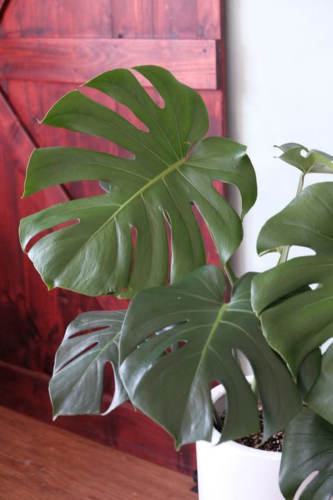 image_042A3D15-3BBC-408A-B8D1-A927957266B5_1744109022