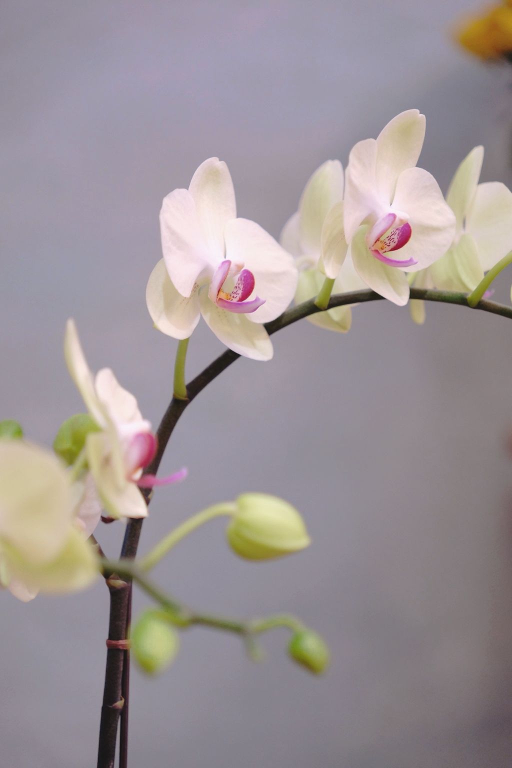 image_8E9DA3F2-893C-4D36-8BD9-B2164617159B_1769311717