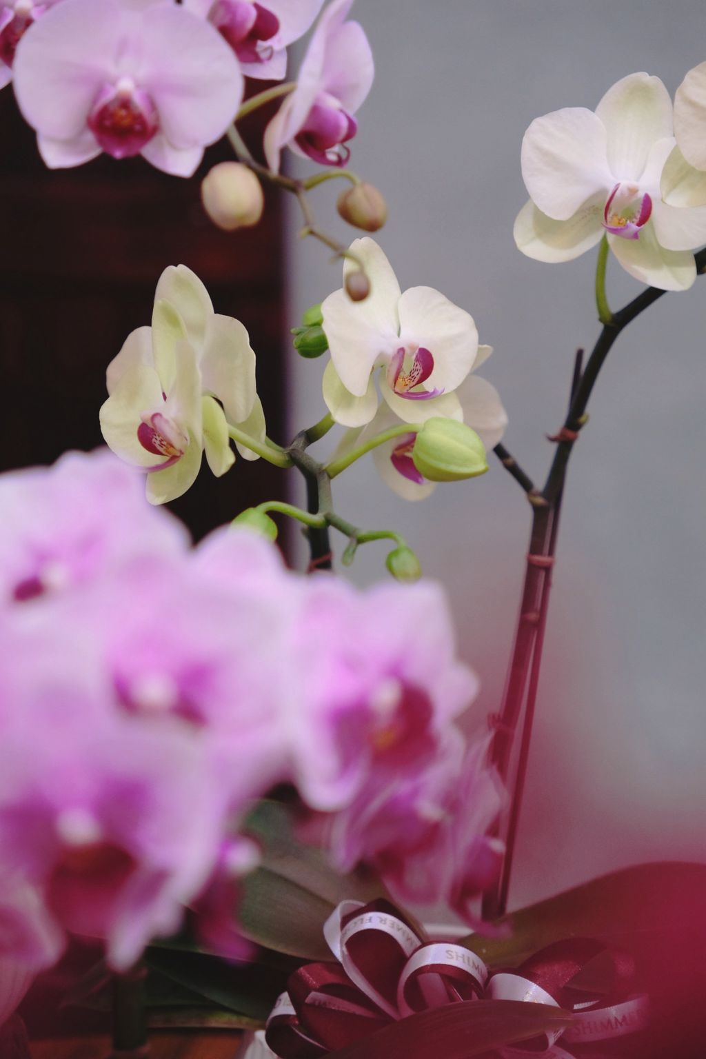 image_C2CD3DE1-AB61-4359-B522-595AC4818470_1769311717