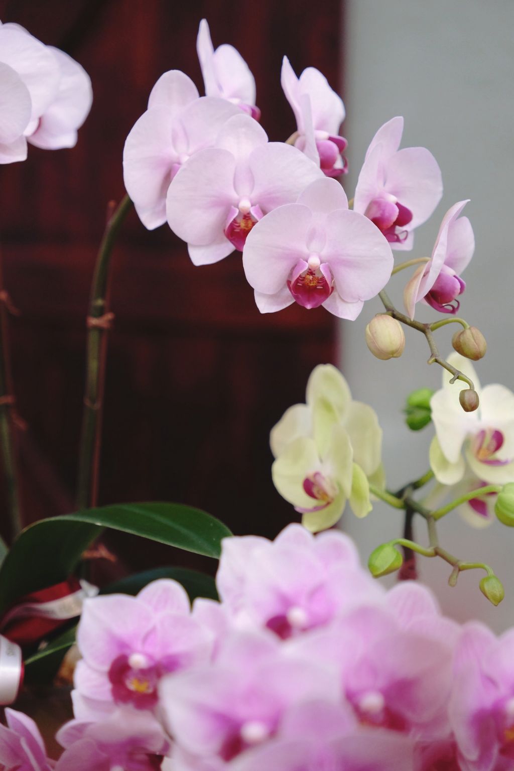 image_82C510DA-648A-48C3-8868-733E1F81F921_1769311717