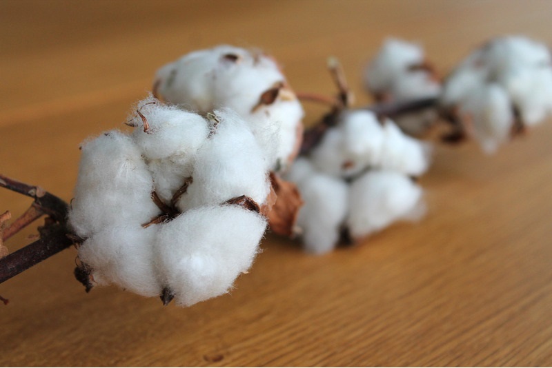 Cotton