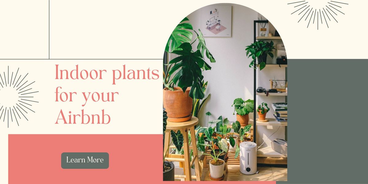 Recommended Indoor Plants for your Airbnb