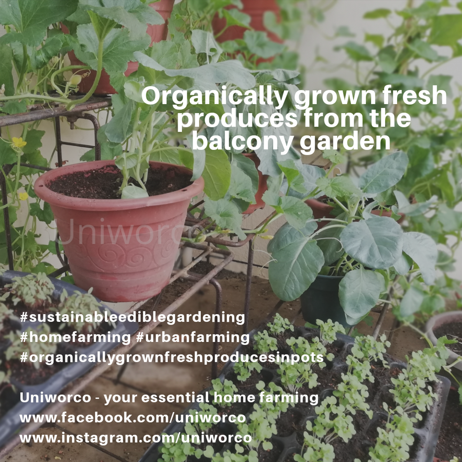 Uniworco Enterprise | 