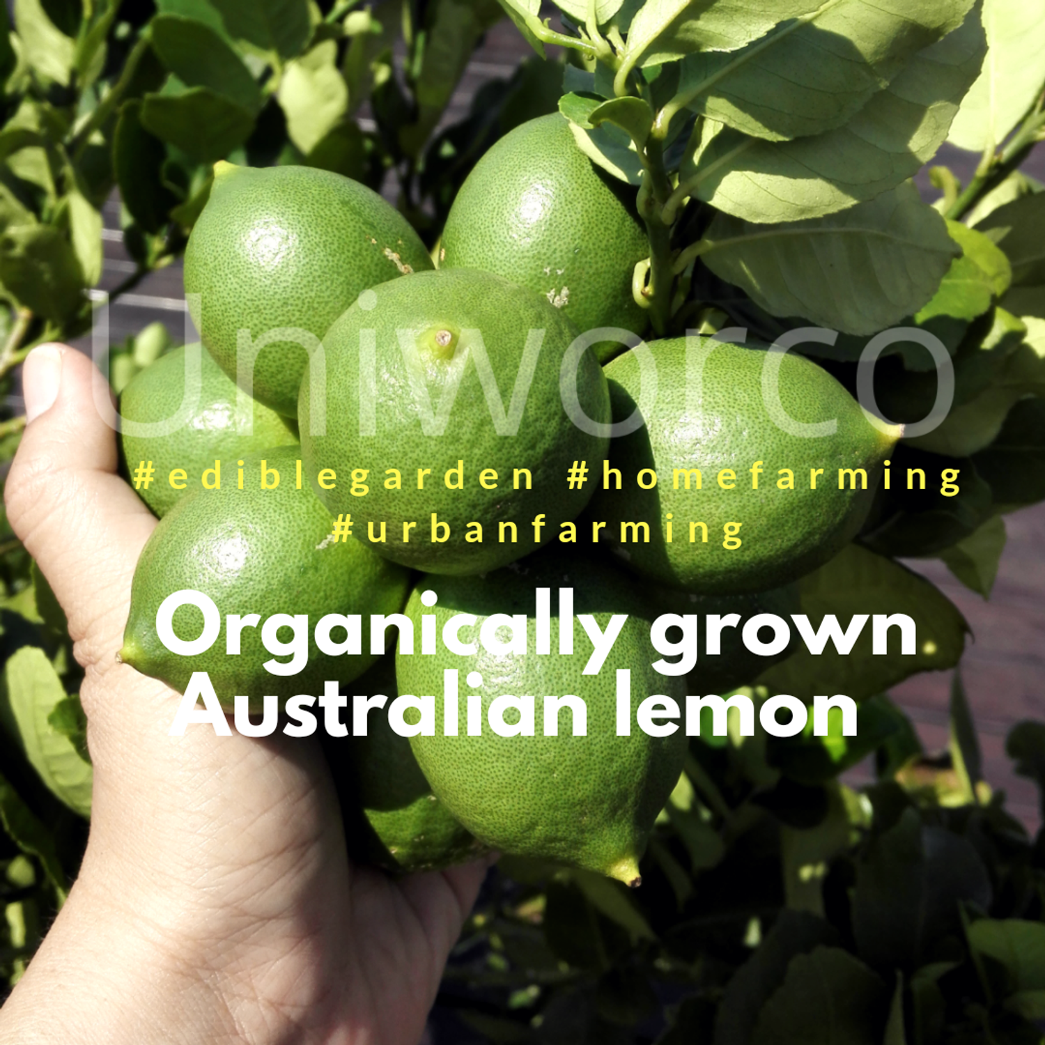 Uniworco Enterprise | 