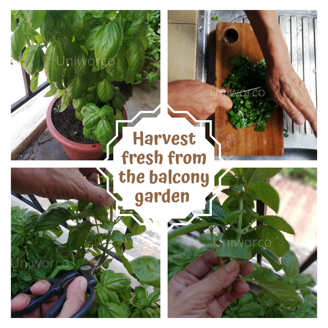 Uniworco Enterprise |  - Fresh harvest from balcony garden