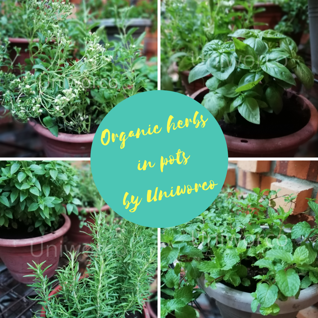 herbs in pots.png