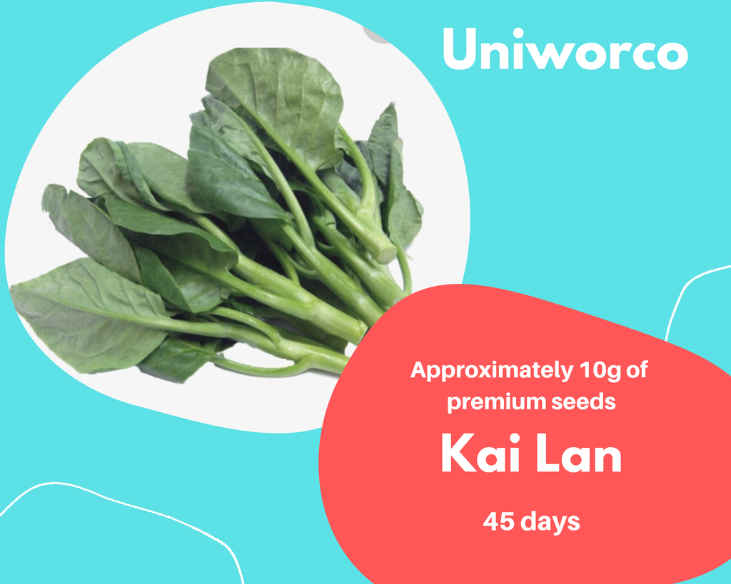 KAI LAN.png