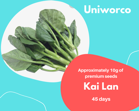 KAI LAN.png