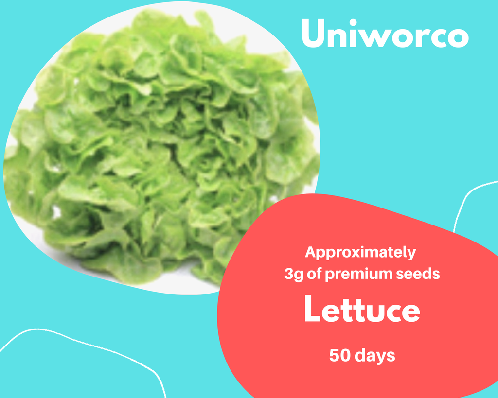 LETTUCE.png