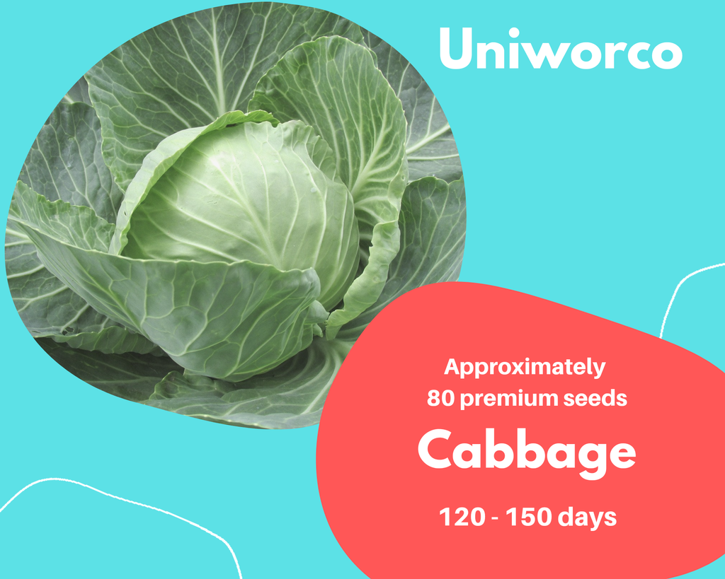 CABBAGE.png