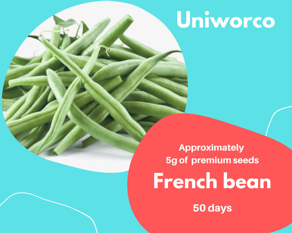 FRENCH BEAN.png