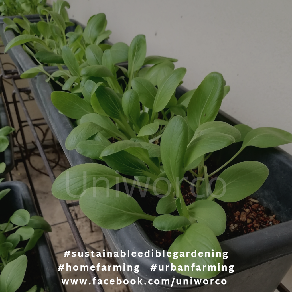 ORGANIC SIEW PAK CHOY.png