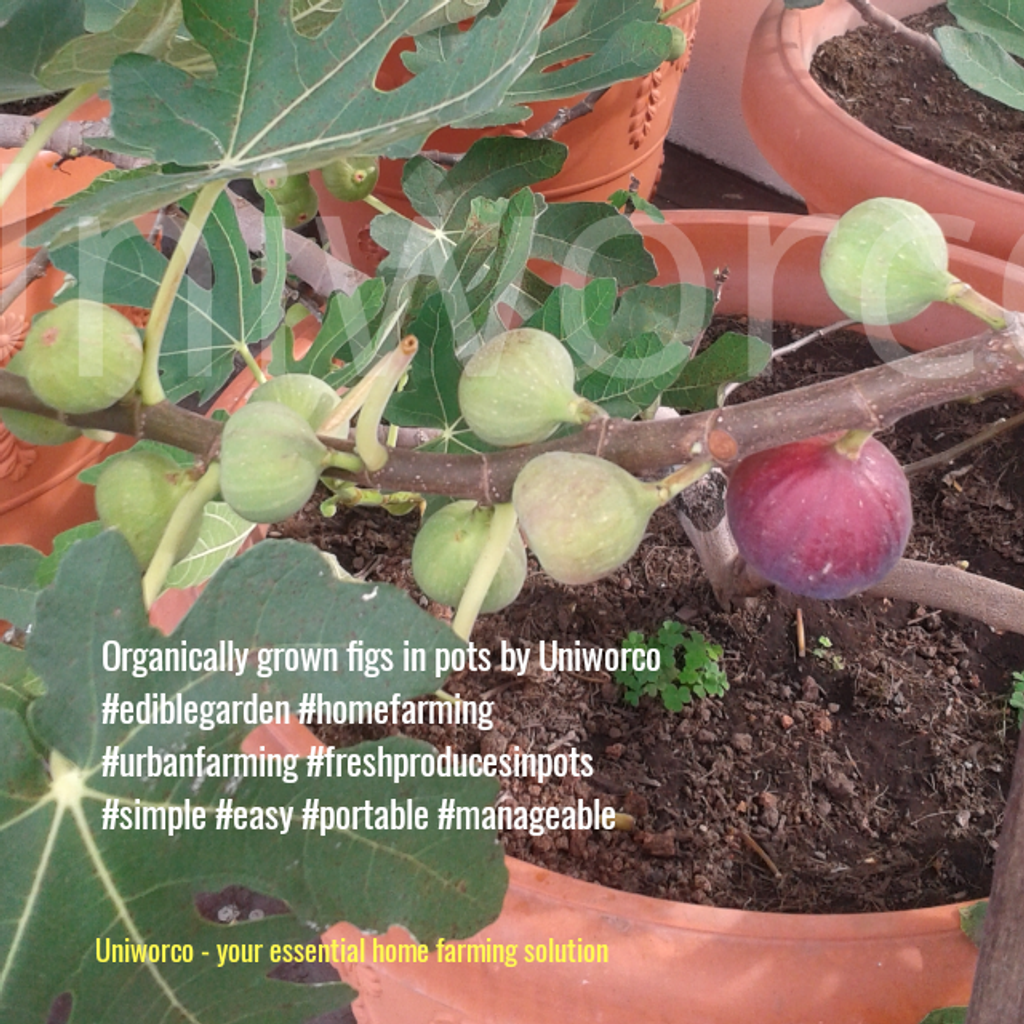 figs in pots.png