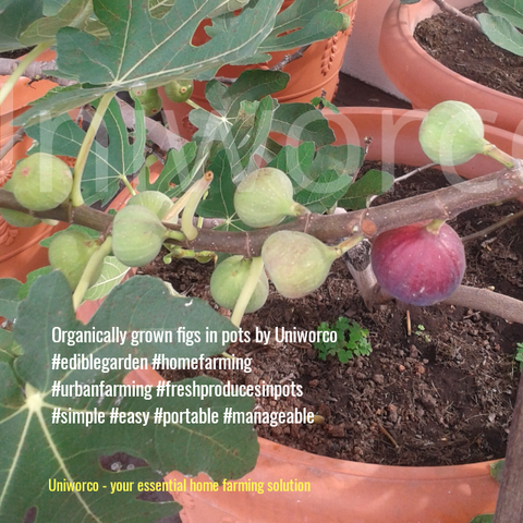 figs in pots.png