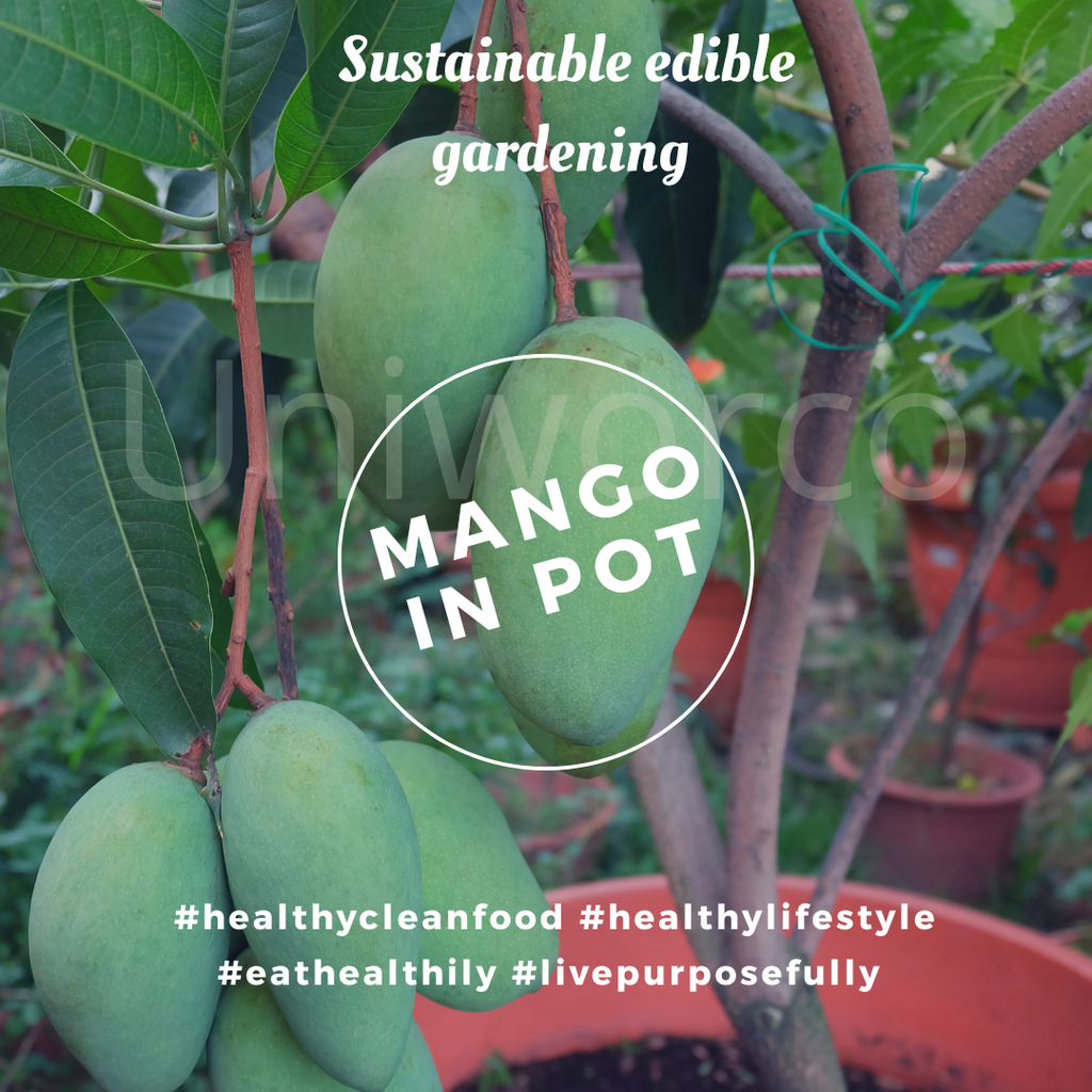 mango in pot.png
