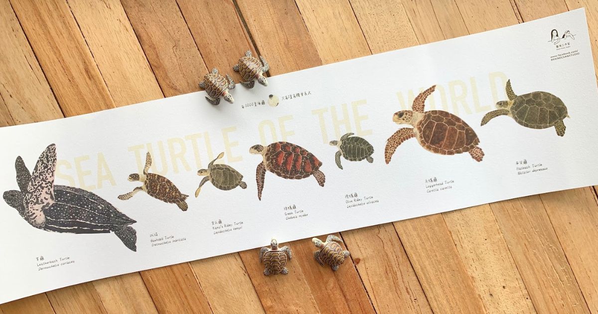 與龜相關的繪本書單（上）