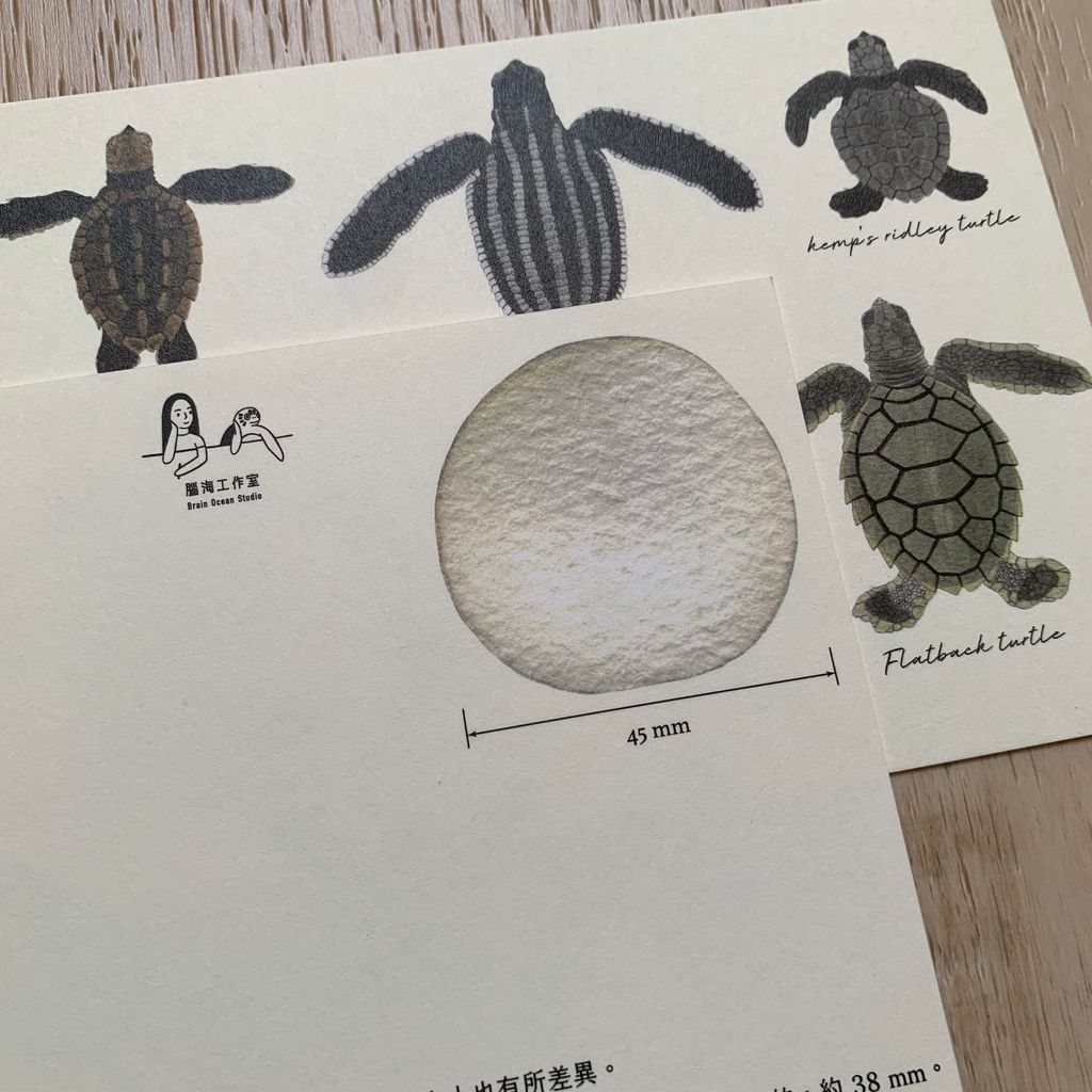 seaturtlebaby5