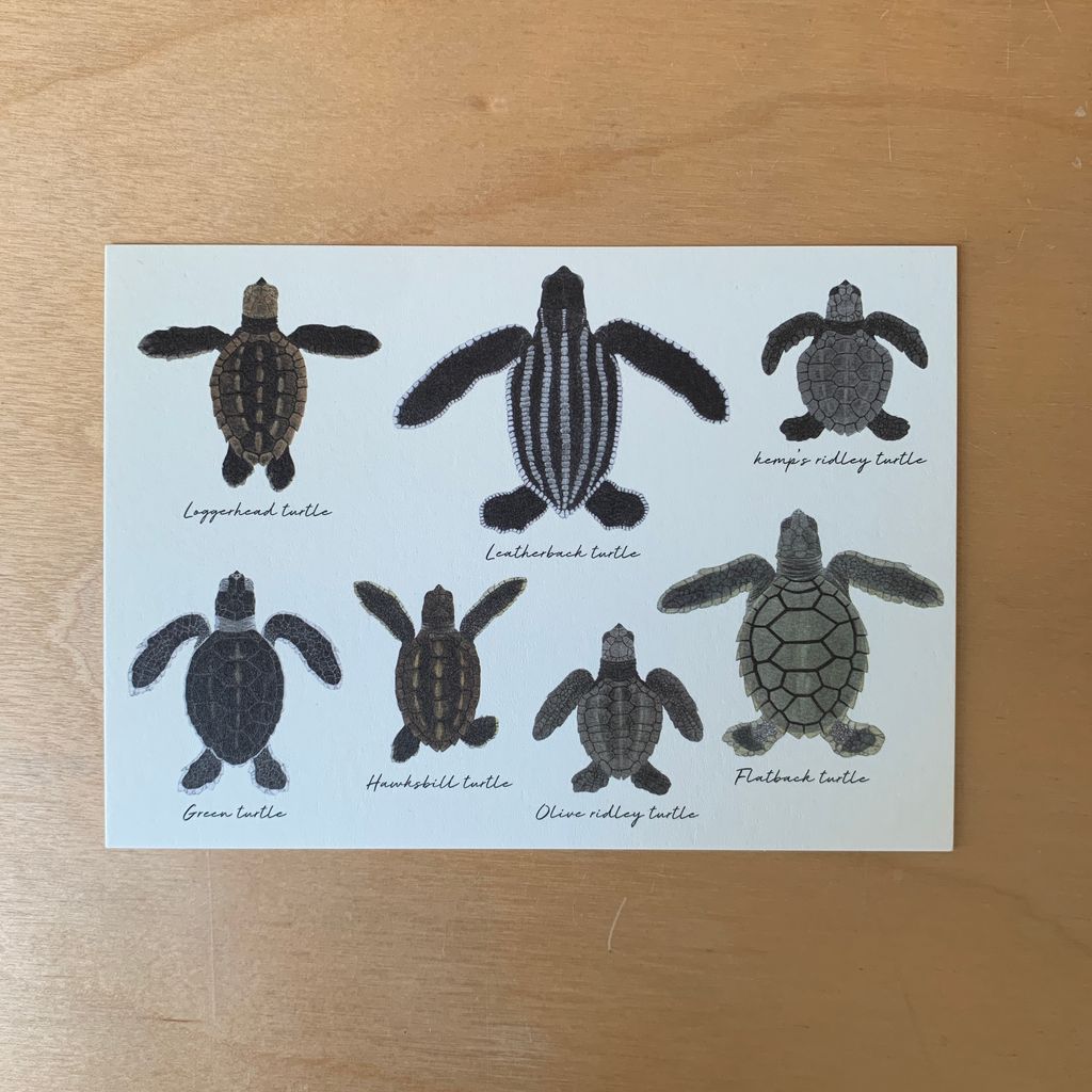 seaturtlebaby3
