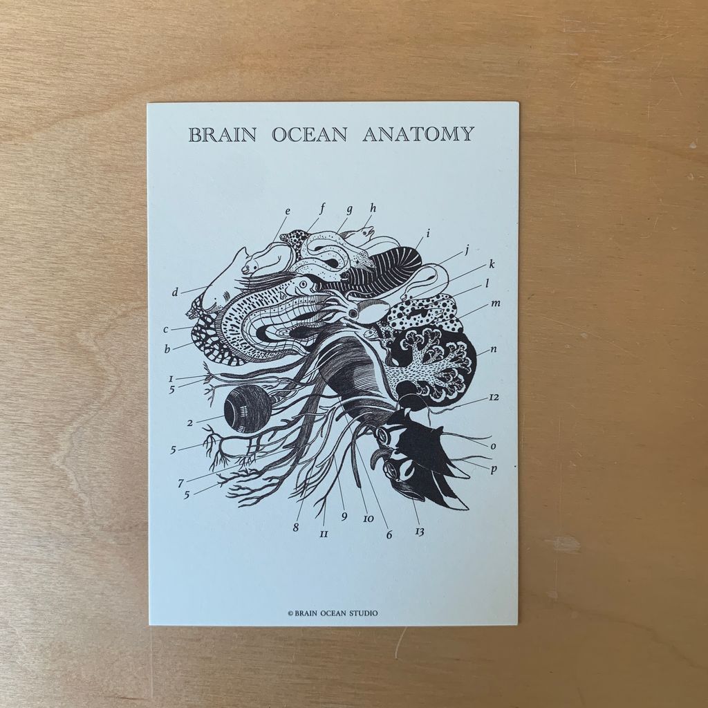 brainoceananatomy3