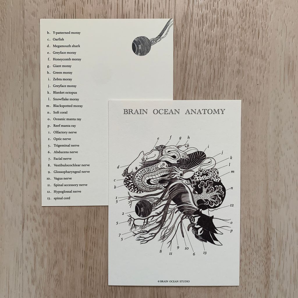 brainoceananatomy1