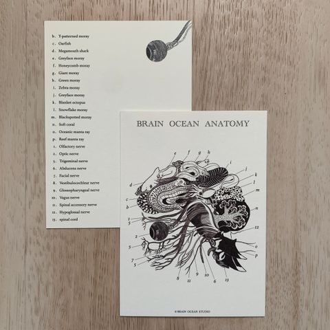 brainoceananatomy1
