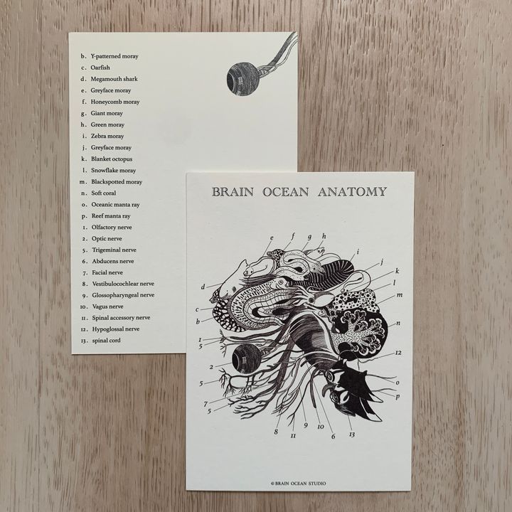 brainoceananatomy1
