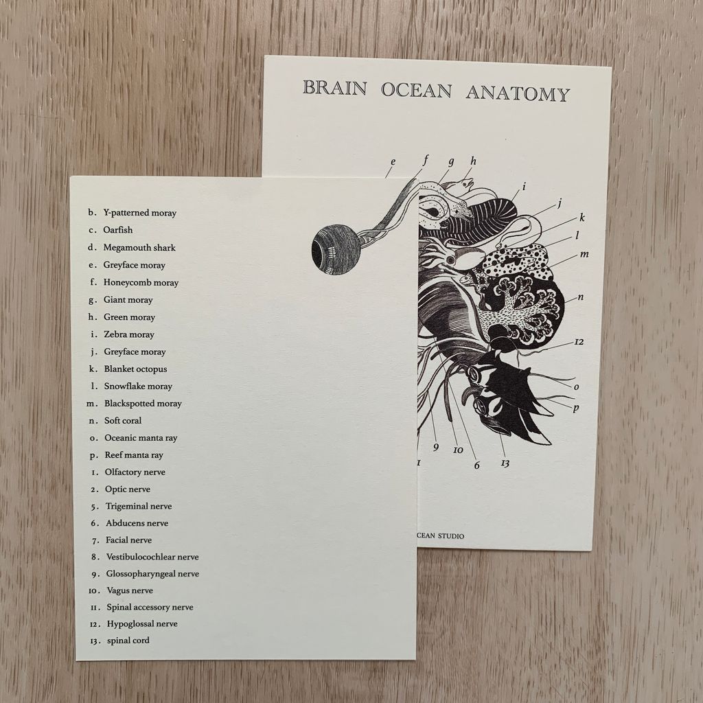 brainoceananatomy2