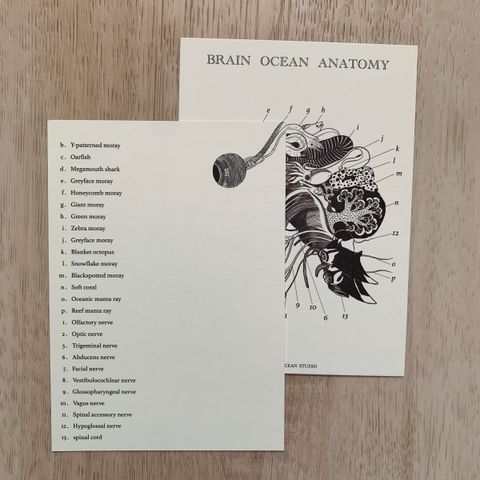 brainoceananatomy2
